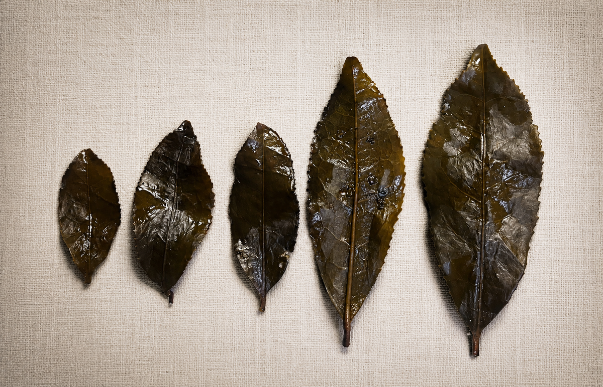 Red Ruby big-leaf tea next to small-leaf Jin Xuan milk oolong, two tea cultivars compared